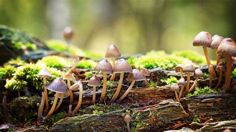Fungi may offer ‘jaw-dropping’ solution to climate change